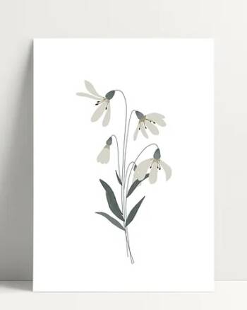 Carte - Edelweiss - Poussière des rues